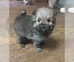 Small Pomeranian