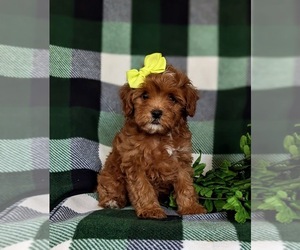 Cavapoo Puppy for sale in NOTTINGHAM, PA, USA