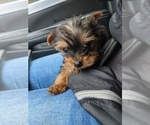 Small Photo #11 Yorkshire Terrier Puppy For Sale in SPENCER, TN, USA