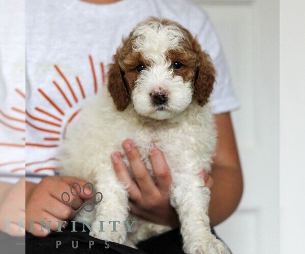 Medium Photo #4 Goldendoodle (Miniature) Puppy For Sale in LANCASTER, PA, USA