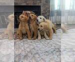 Small #6 Golden Retriever