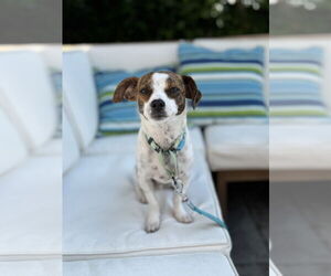 Jack Chi Dogs for adoption in Oakhurst, NJ, USA