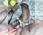 Puppy Yellow collar Great Dane