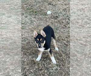 Alaskan Malamute-Unknown Mix Dogs for adoption in Oak Bluffs, MA, USA