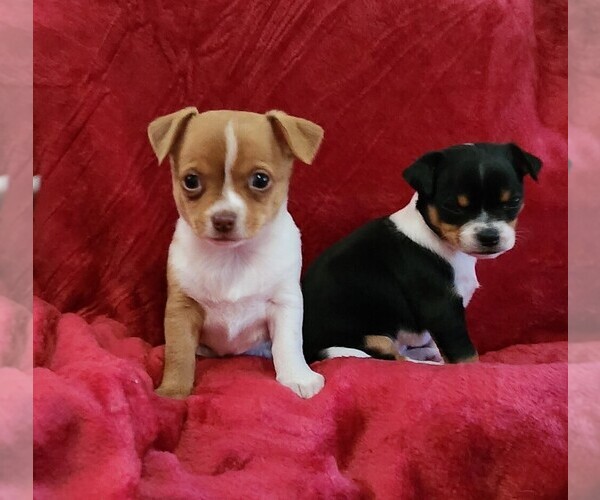 Medium Photo #23 Chihuahua Puppy For Sale in RUSTBURG, VA, USA