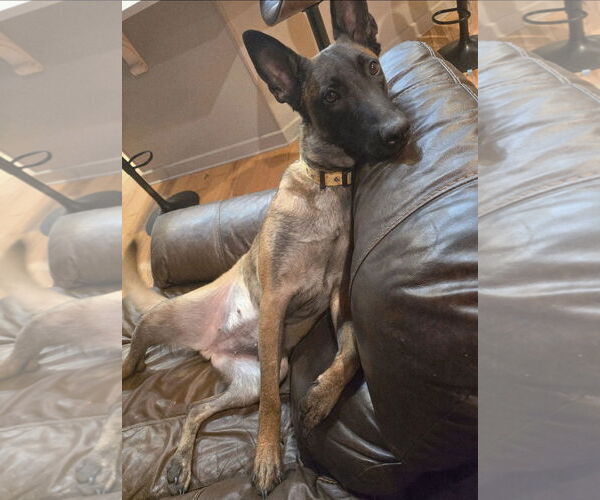 Medium Photo #3 Mutt Puppy For Sale in Stevens Point, WI, USA