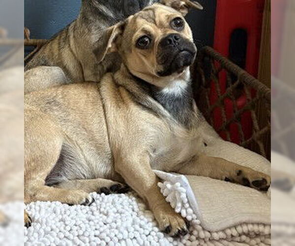 Medium Photo #2 Pug-Unknown Mix Puppy For Sale in San Diego, CA, USA