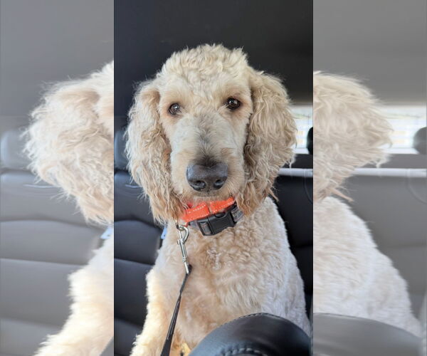 Medium Photo #8 Poodle (Standard) Puppy For Sale in Valrico, FL, USA