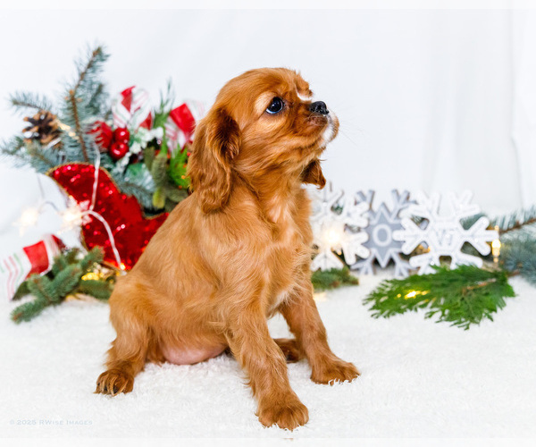Medium Photo #48 Cavalier King Charles Spaniel Puppy For Sale in WAKARUSA, IN, USA