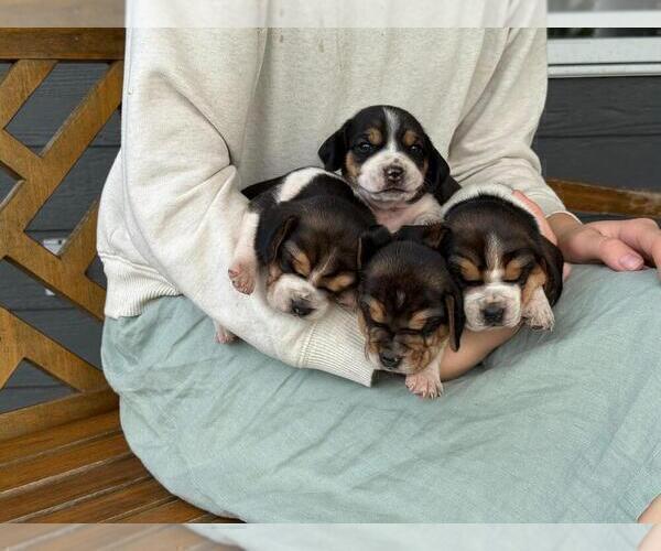 Medium Photo #14 Beagle Puppy For Sale in MCPHERSON, KS, USA