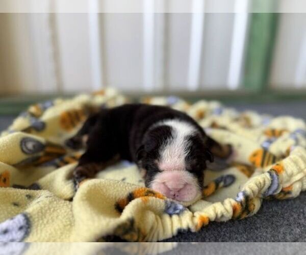 Medium Photo #4 Bulldog Puppy For Sale in OOLOGAH, OK, USA