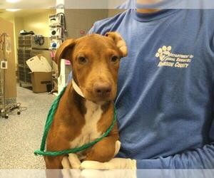 Mutt Dogs for adoption in Riverside, CA, USA