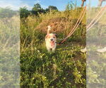 Small #1 Pembroke Welsh Corgi Mix
