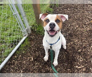 Mutt Dogs for adoption in McKinleyville, CA, USA