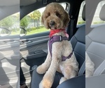 Small Photo #1 Goldendoodle Puppy For Sale in GIBSONTON, FL, USA