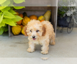 Small #3 Poodle (Miniature)