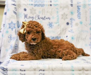 Cockapoo-Poodle (Miniature) Mix Puppy for sale in LIBERTY, KY, USA