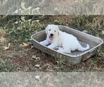Small Photo #5 Komondor Puppy For Sale in GUTHRIE, OK, USA