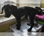 Small Photo #11 German Shorthaired Pointer Puppy For Sale in MCKINNEY, TX, USA