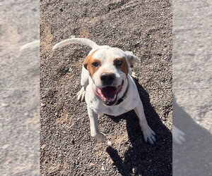 Mutt Dogs for adoption in Webster, WI, USA