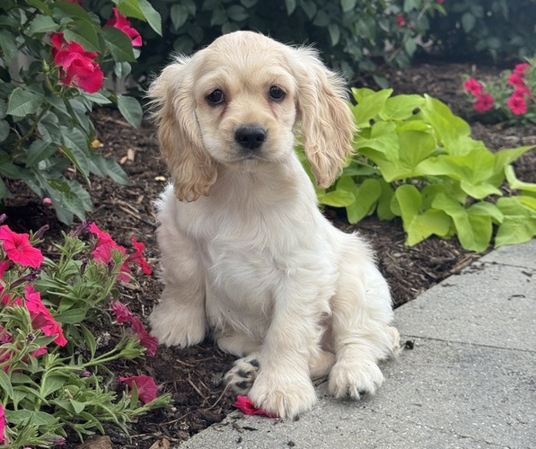 Medium Photo #3 Cocker Spaniel Puppy For Sale in CANOGA, NY, USA