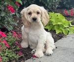 Small #2 Cocker Spaniel