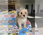 Small #2 Cavapoo