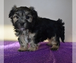 Small Photo #3 Morkie Puppy For Sale in DOWNING, MO, USA