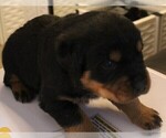 Small Photo #7 Rottweiler Puppy For Sale in HEMINGWAY, SC, USA