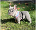 Puppy 4 French Bulldog