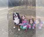 Small Photo #13 Bernese Mountain Dog Puppy For Sale in PIEDMONT, SC, USA