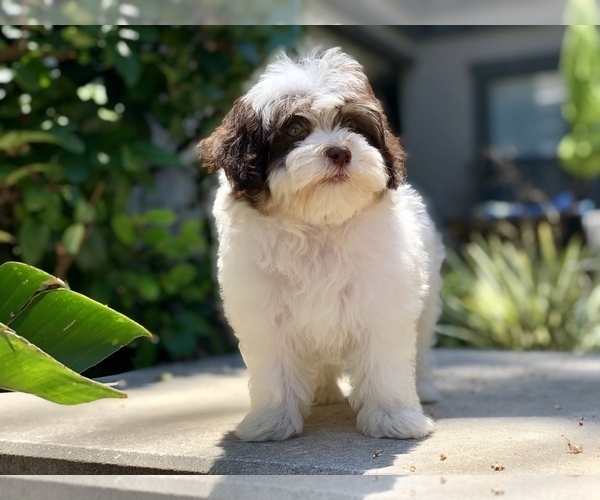 Medium Photo #7 Havanese Puppy For Sale in HOUSTON, TX, USA