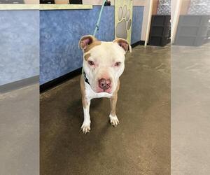 Mutt Dogs for adoption in Rockwall, TX, USA