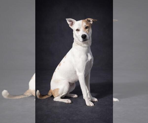 Medium Photo #7 Australian Shepherd-Catahoula Leopard Dog Mix Puppy For Sale in Rockwall, TX, USA