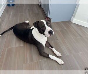 Medium American Pit Bull Terrier-American Staffordshire Terrier Mix