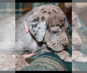 Daniff Puppy for sale in BENNINGTON, IN, USA
