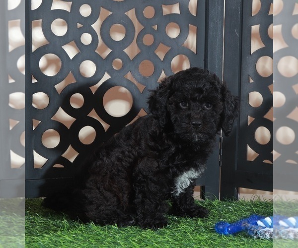 Medium Photo #3 Poodle (Miniature) Puppy For Sale in MOUNT VERNON, OH, USA