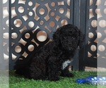 Small #2 Poodle (Miniature)