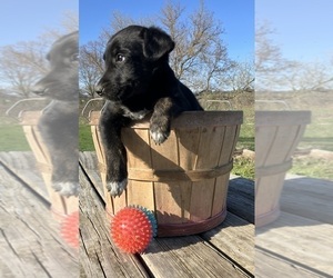 Borador Puppy for sale in HILLSBORO, WI, USA