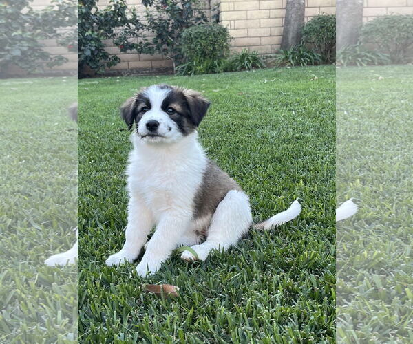 Medium Photo #2 Australian Shepherd Puppy For Sale in Menifee, CA, USA