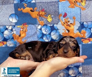 Dachshund Puppy for sale in WINNSBORO, LA, USA