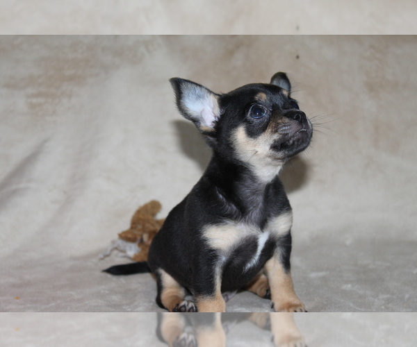 Medium Photo #3 Chihuahua Puppy For Sale in HUDSONVILLE, MI, USA