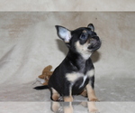 Small #2 Chihuahua