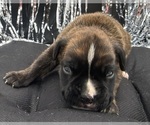 Small #5 Boxer