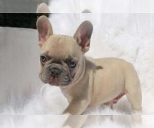 French Bulldog Puppy for sale in AUSTIN, TX, USA