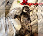 Small #10 French Bulldog