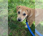Small #2 Labrador Retriever Mix
