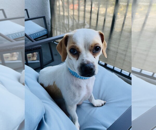 Medium Photo #4 Jack Chi Puppy For Sale in Marina Del Rey, CA, USA