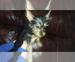 Small #2 Silky Terrier