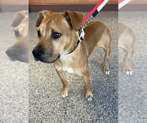 Medium Photo #1 Mutt Puppy For Sale in Greenbelt, MD, USA